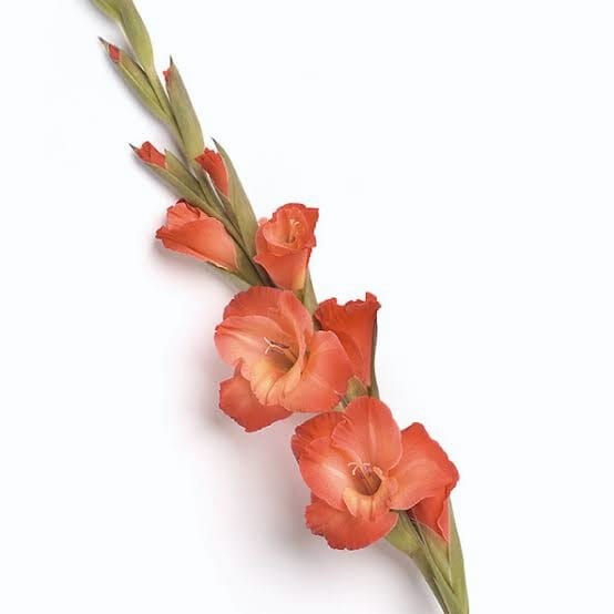 Gladiolus