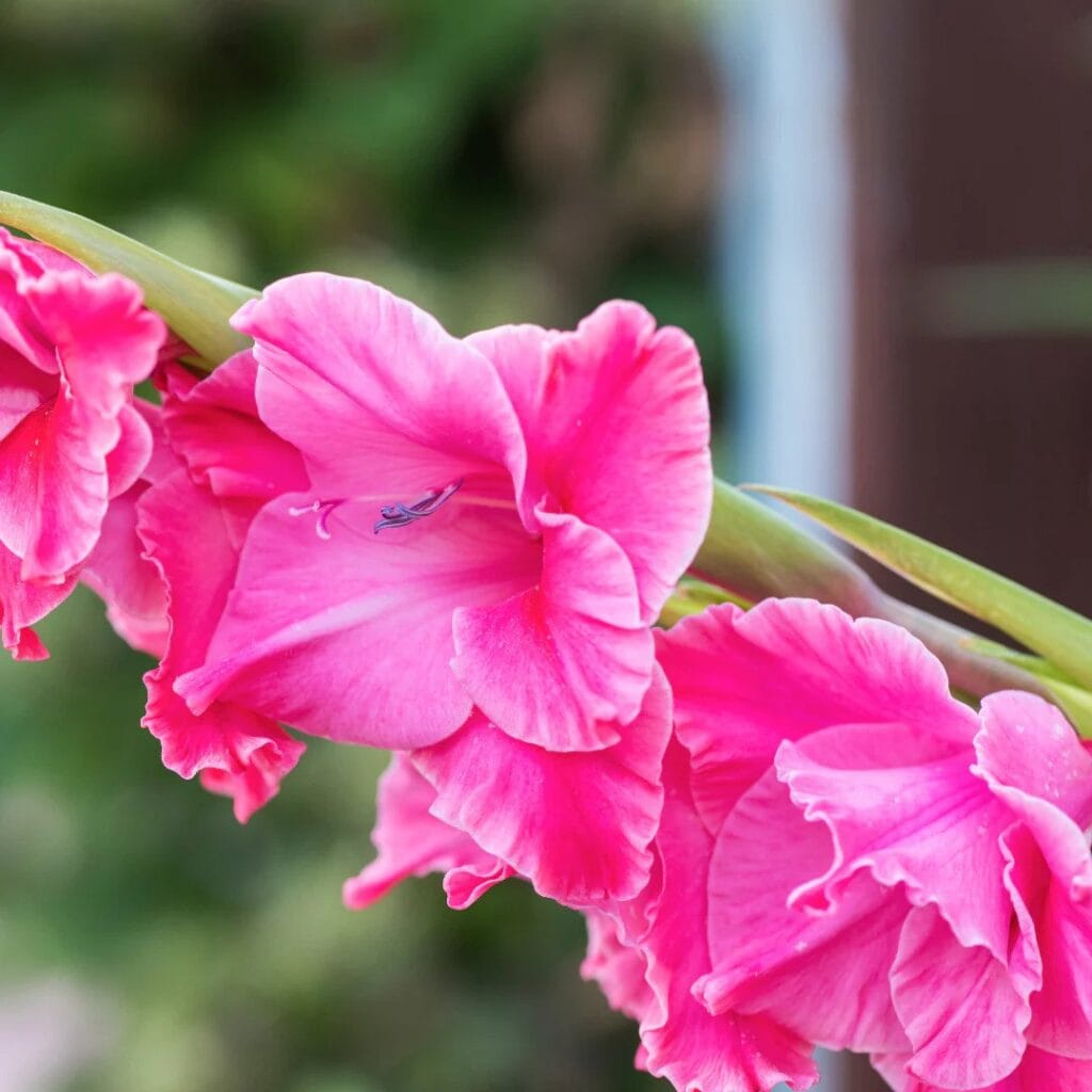 Pink Gladiolus