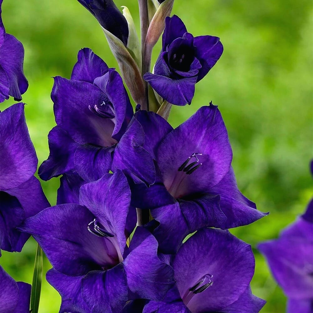 Purple Gladiolus