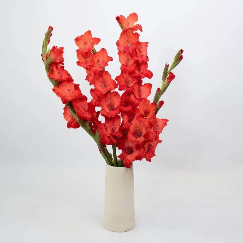 Red Gladiolus