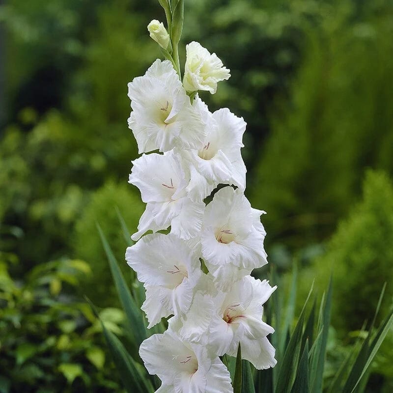 White Gladiolus