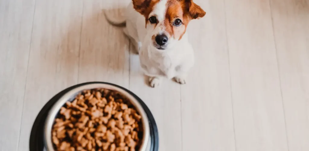 Open Farm Dog Food