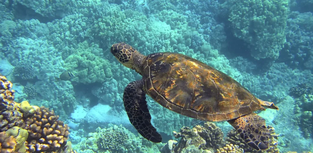 Sea Turtles in Zanzibar