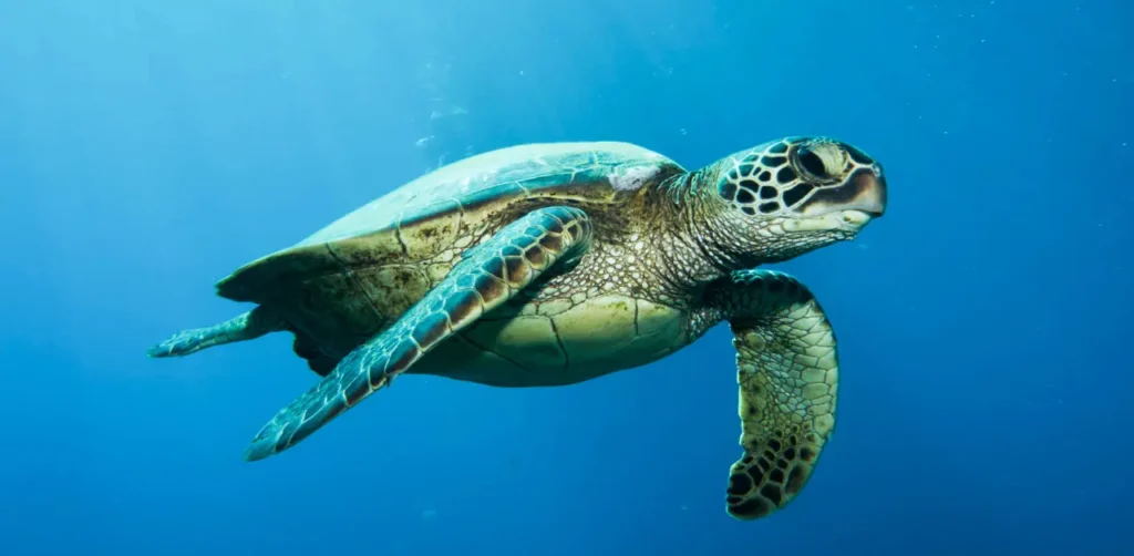 Sea Turtles in Zanzibar