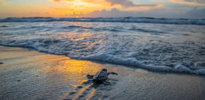 Sea Turtles in Zanzibar