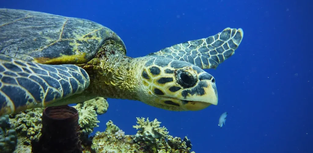 Sea Turtles in Zanzibar