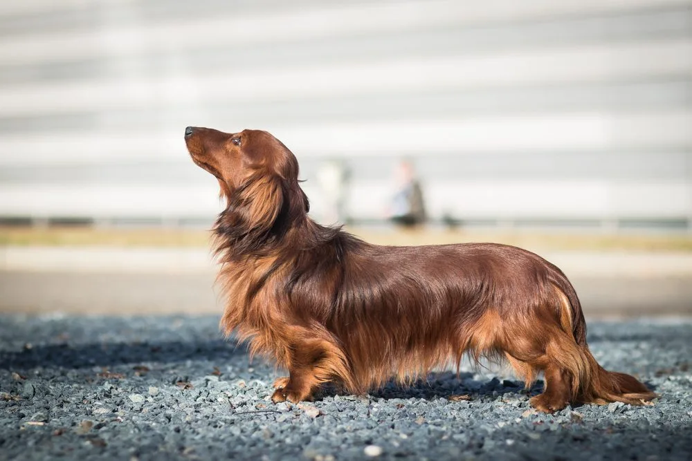 Long-Haired Dachshunds